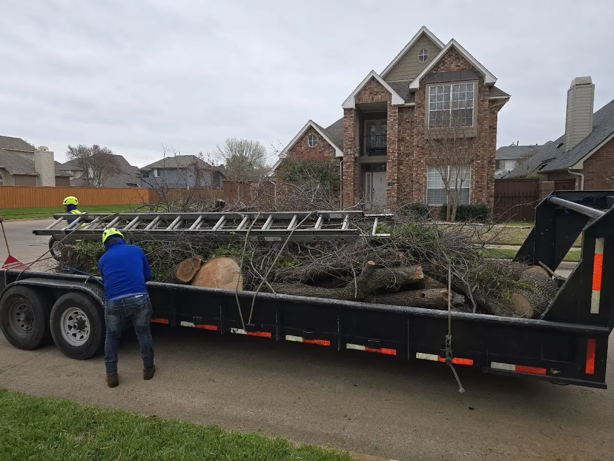 Expert Tree Removal with proper safety equipment in Laurel